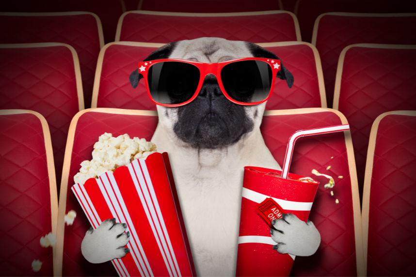 pug at the movie theater