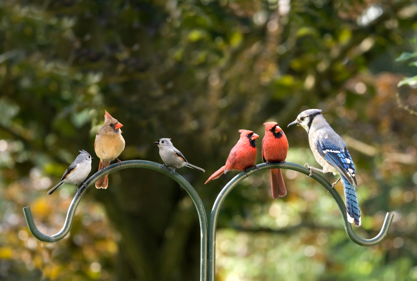 Group of birds on a stand. 