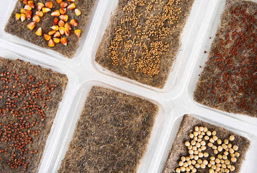 Top view of different types of seeds. 
