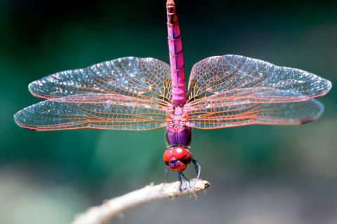 Photo of a pink dragonfly