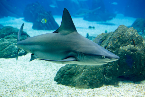 A shark swimming in the ocean