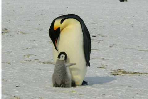 Adult and baby penguin