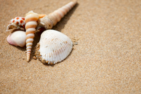 A pile of six different shells on the sand.