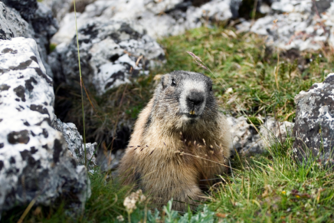 Groundhog in grass