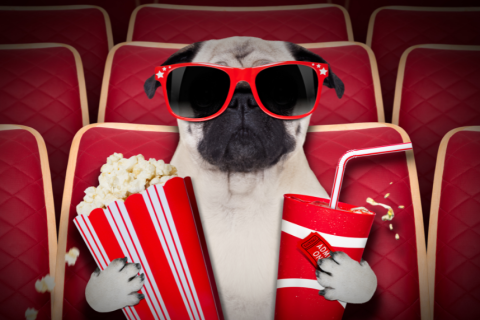 Pug at the movies