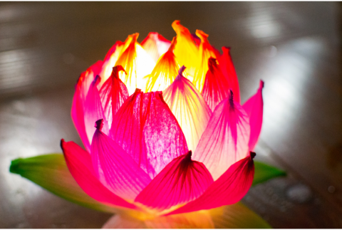 Pink lotus flower lantern.