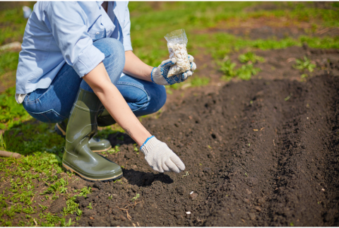 person squatting planting seeds in the ground.