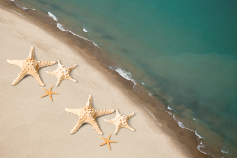 Starfish on the beach