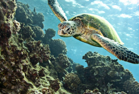 Sea turtle swimming.