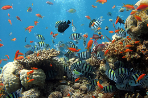 fish in aquarium