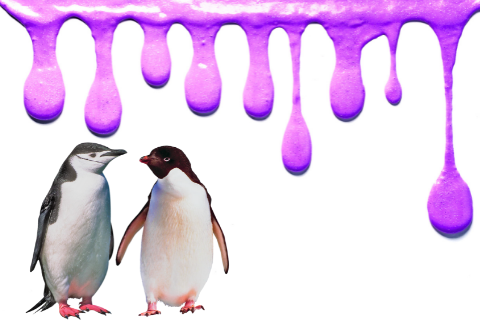 Penguins under slime