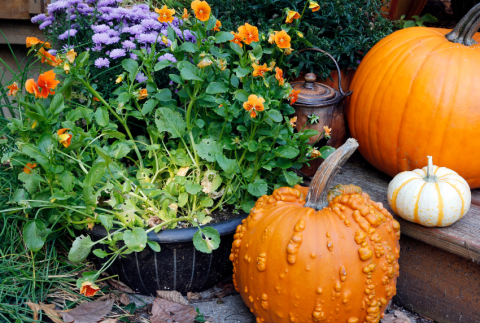 Pumpkins and flowers.