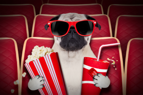 Pug at the movies