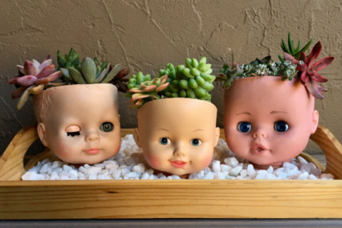 Doll head cactus planters