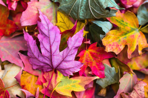 Pile of colored leaves