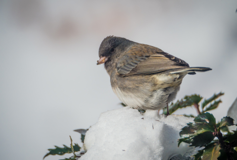 Bird on top of branch with snow.