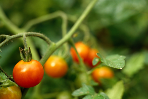 Tomatoes on the vine.