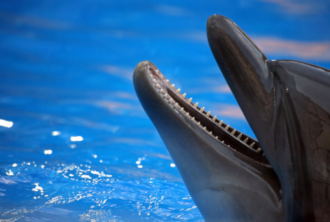 Side view of a dolphin with its mouth open. 