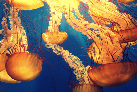 Group of jellyfish.