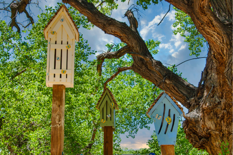 Butterfly Houses