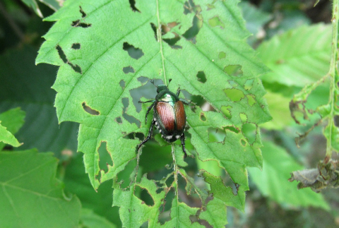 Beetle on a leaf.