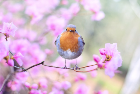 Bird in a tree. 