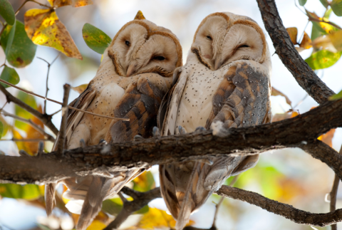 Two owls in a tree. 