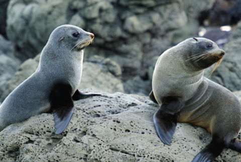 Seals on top of a boulder. 