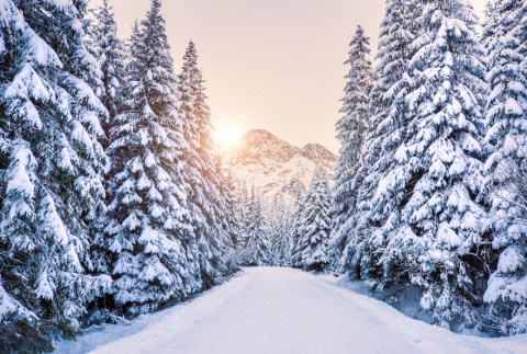 Snow scene with trees.