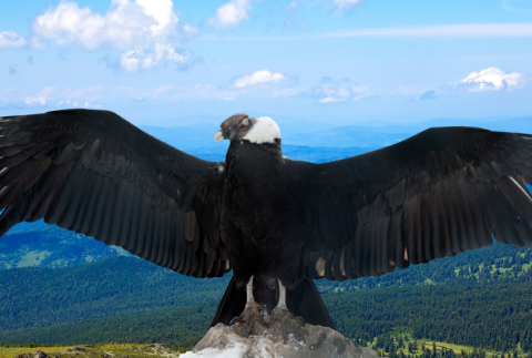 Condor on a mountain.