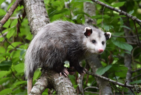 An opossum in a tree. 