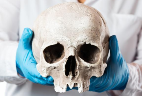 A picture of a person holding a skull in two hands