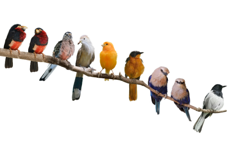 Group of birds on a tree limb.