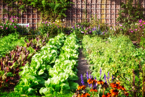 Salad garden.