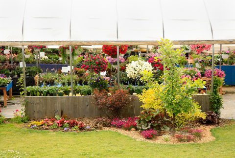 Annuals and perennials in a green house.
