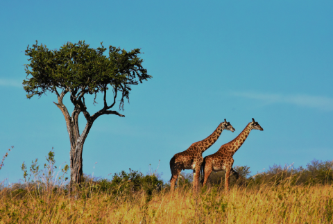Tree with giraffes. 