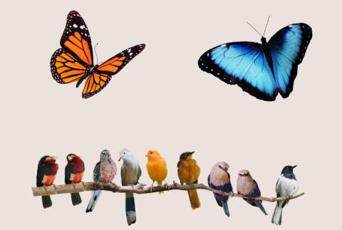 Group of birds and butterflies. 