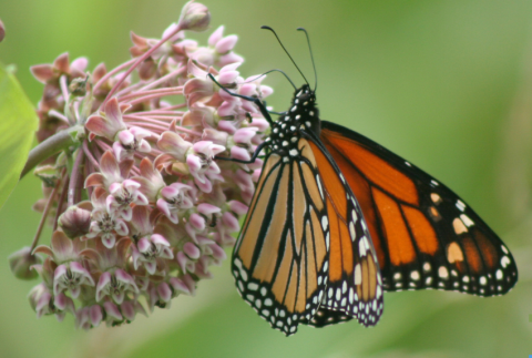 Butterfly on a flower. 