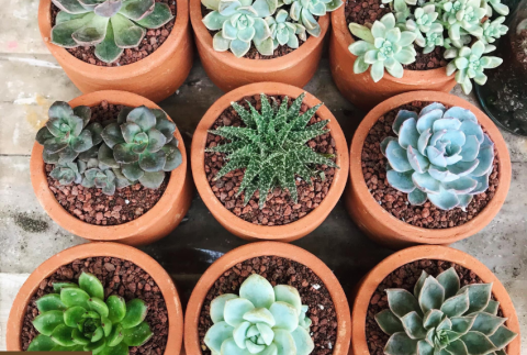 Top view of succulents in pots. 