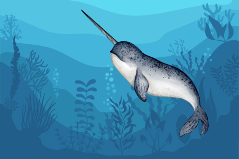 A narwhal in the ocean