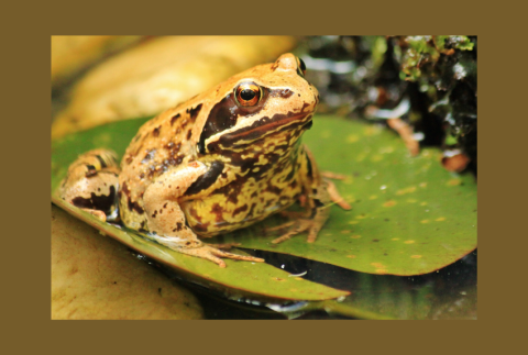 Frog on a lily pad. 