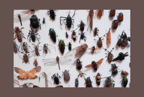 Top view of insects.