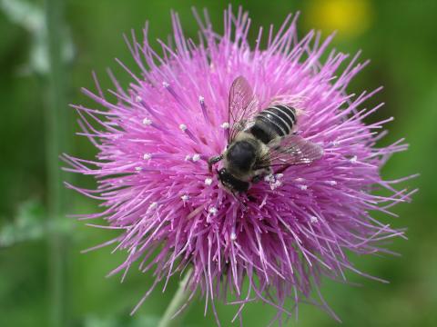 Bee resting on a flower