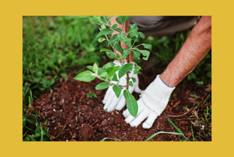 Hands planting a tomato plant.  