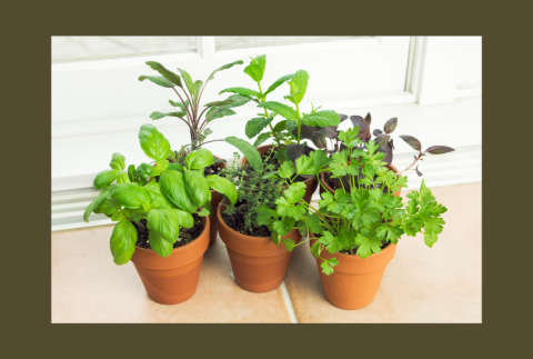 Clay pots with herbs. 