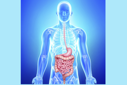 Skeletal view of the digestive system.