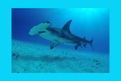 Side view of a hammerhead shark. 