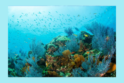 Underwater fish and reef. 