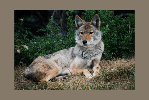 Coyote laying down.