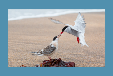 Two birds on a beach. 